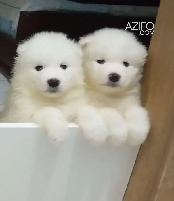 Portée de Chiots Samoyède in Casablanca, MOROCCO | Azifo