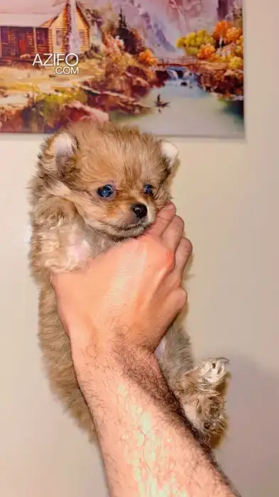 Chien Spitz Poméranien (Loulou de Poméranie) Toy / Miniature in Marrakech, MOROCCO | Azifo