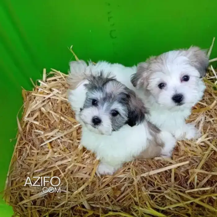 Portée de Chiots Bichon Havanais in Casablanca, MOROCCO | Azifo