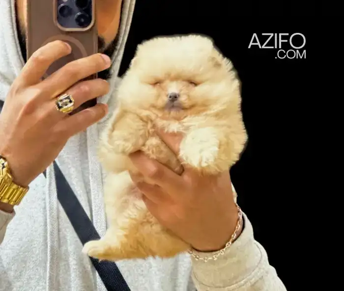 Portée de Chiots Spitz Poméranien (Loulou de Poméranie) in Casablanca, MOROCCO | Azifo