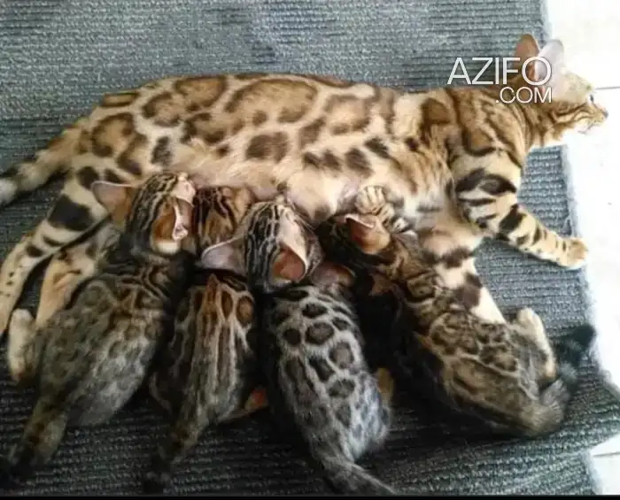Chien Chat Bengal in Casablanca, MOROCCO | Azifo