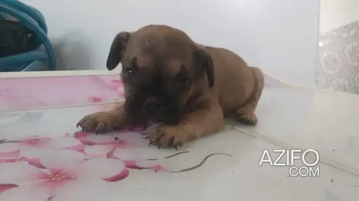 Portée de Chiots Bulldog Français in Meknès, MOROCCO | Azifo