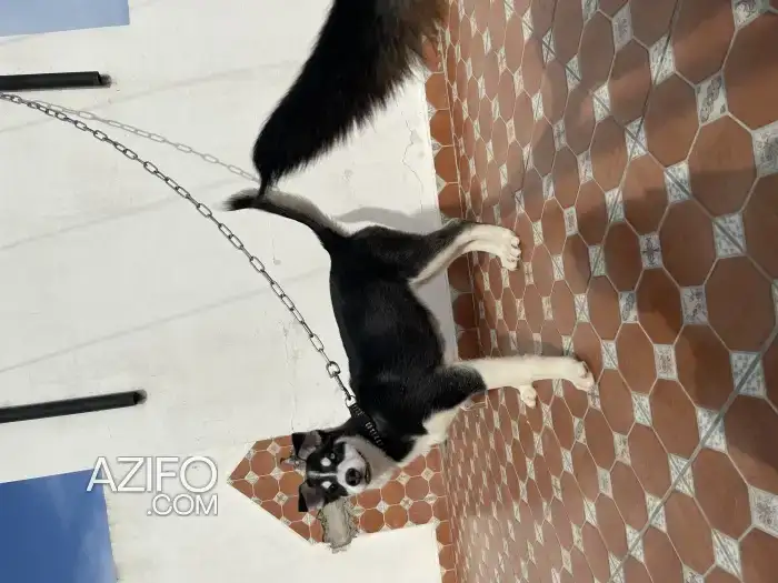 Chien Femelle Husky Sibérien in Kénitra, MOROCCO | Azifo