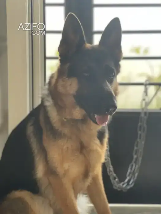 Chiot Femelle Berger Allemand de 14 mois in Kénitra, MOROCCO | Azifo