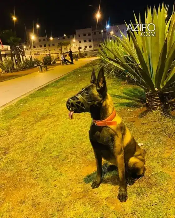 Chien Berger Malinois in Rabat, MOROCCO | Azifo