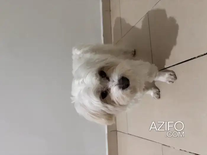 Adoption : Mâle Bichon Maltais in Marrakech, MOROCCO | Azifo