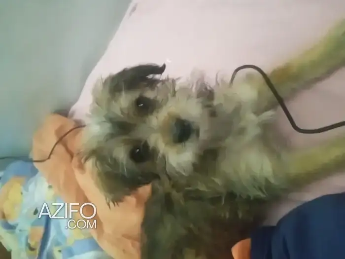 Chiot Caniche de 3 mois in Casablanca, MOROCCO | Azifo