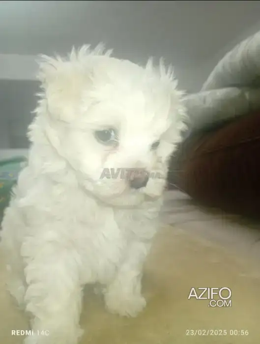 Chien Femelle Bichon Maltais in Casablanca, MOROCCO | Azifo