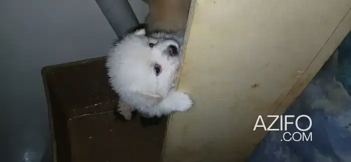 Portée de Chiots Spitz Blanche in Casablanca, MOROCCO | Azifo