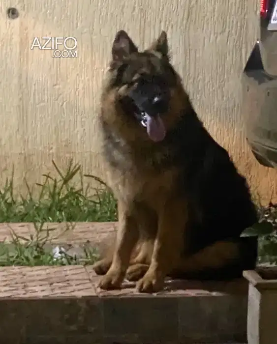 Chien Berger Allemand in تمارة, MOROCCO | Azifo
