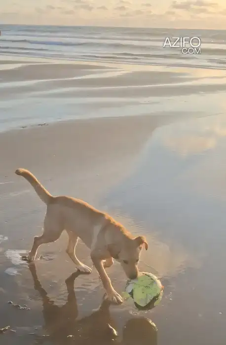 Chiot Labrador Retriever de 6mois in Kénitra, MOROCCO | Azifo