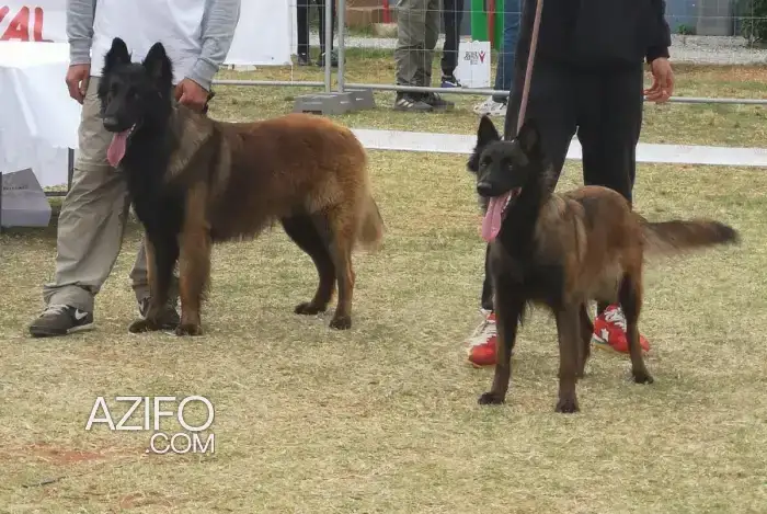Chiot Femelle Berger Belge Tervueren de 5mois in Casablanca, MOROCCO | Azifo