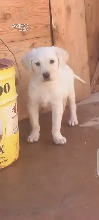 Chiot Mâle Labrador Retriever Sablé de 2 mois in Meknès, MOROCCO | Azifo