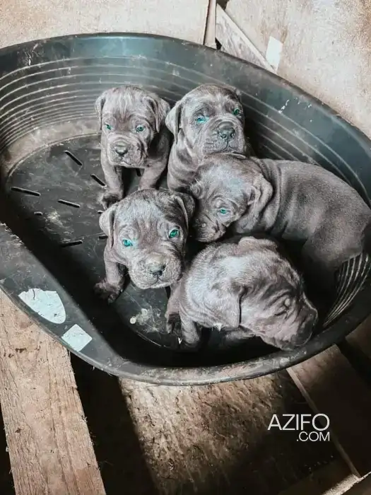 Chiot Cane Corso in Nador, MOROCCO | Azifo