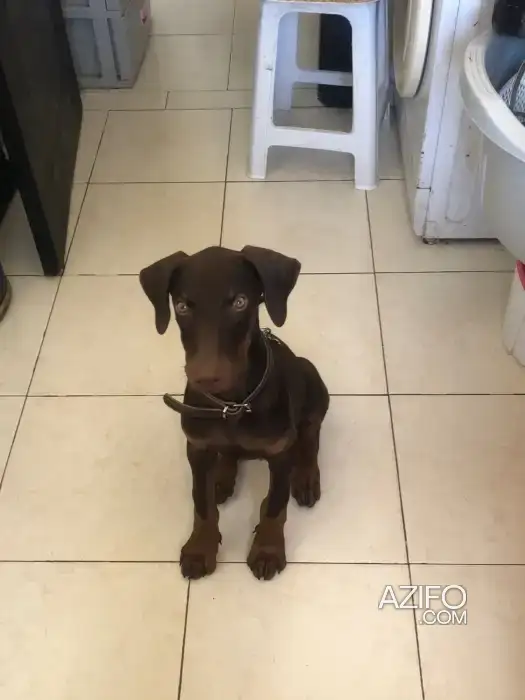 Chiot Dobermann de 4 mois in الدار البيضاء, MOROCCO | Azifo