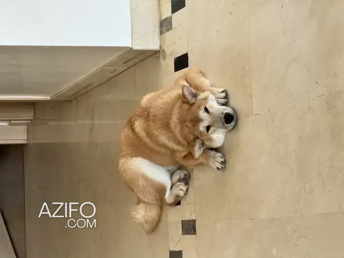 Chiot Shiba Inu de 7 mois in مراكش, MOROCCO | Azifo