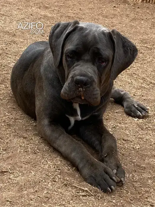 Chien Femelle Cane Corso in مراكش, MOROCCO | Azifo