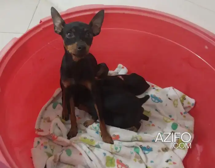 Puppies Pinscher Nain Male in أكادير, MOROCCO | Azifo