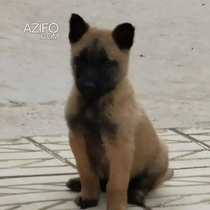 Portée de Chiots Berger Malinois de 1,5 mois in الدار البيضاء, MOROCCO | Azifo