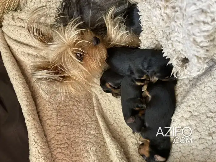 Portée de Chiots Yorkshire Terrier Toy / Miniature in مراكش, MOROCCO | Azifo