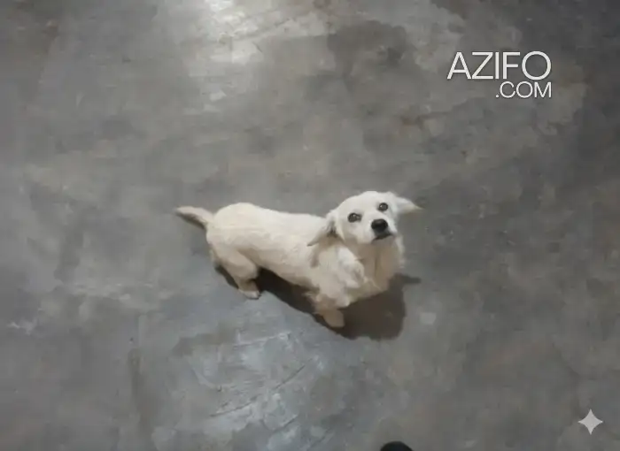 Chien Golden Retriever in مراكش, MOROCCO | Azifo