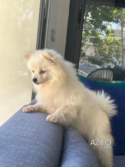 Chiot Femelle Spitz Poméranien (Loulou de Poméranie) Blanche de 6 mois in بوسكورة, MOROCCO | Azifo