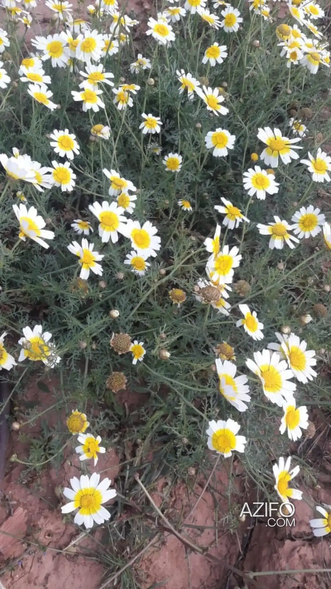 Ferme à vendre à Beni Drar – 12 000 m² in وجدة, MOROCCO | Azifo