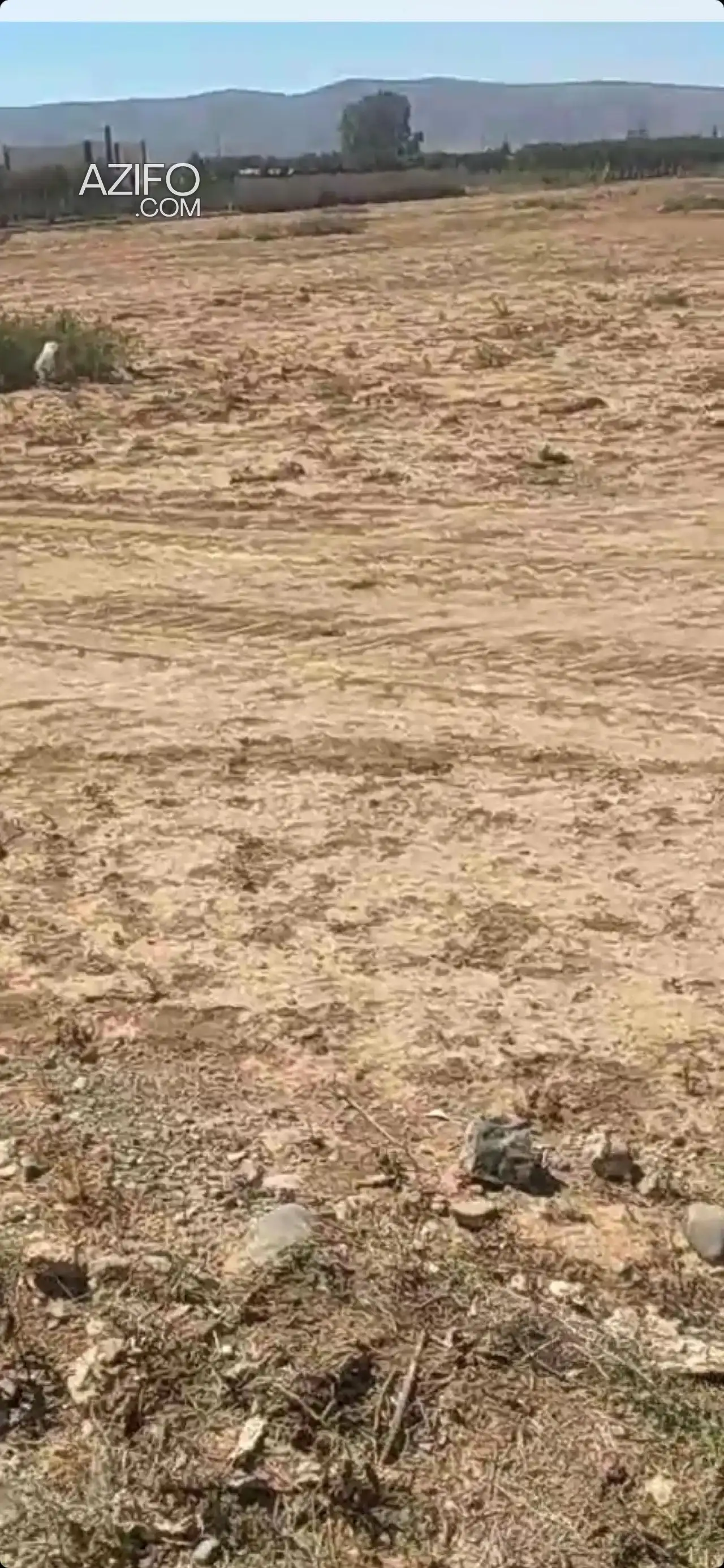 Terrain agricole à vendre à Beni Drar – 100 m² in وجدة, MOROCCO | Azifo