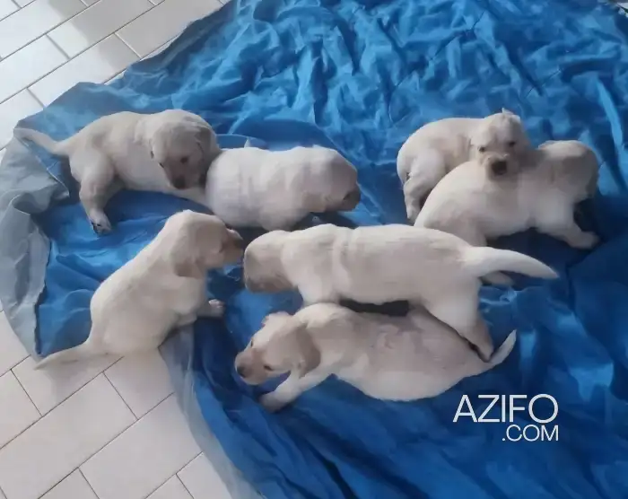 Portée de Chiots Golden Retriever de 1 mois in المحمدية, MOROCCO | Azifo