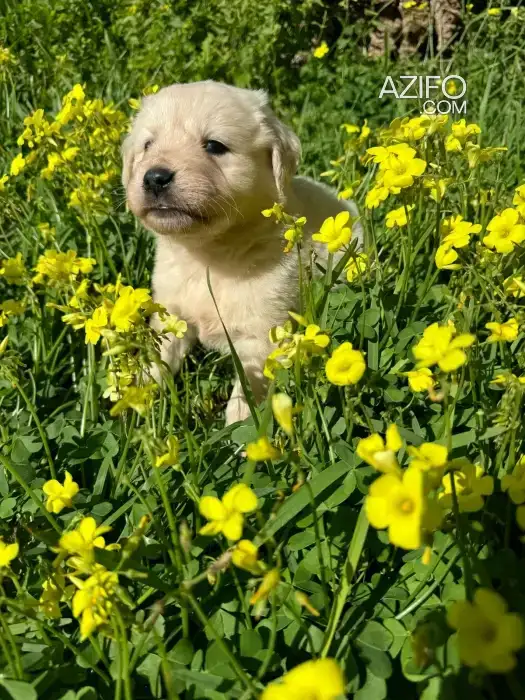 Portée de Chiots Golden Retriever Crème de 1 mois et demi in الدار البيضاء, MOROCCO | Azifo