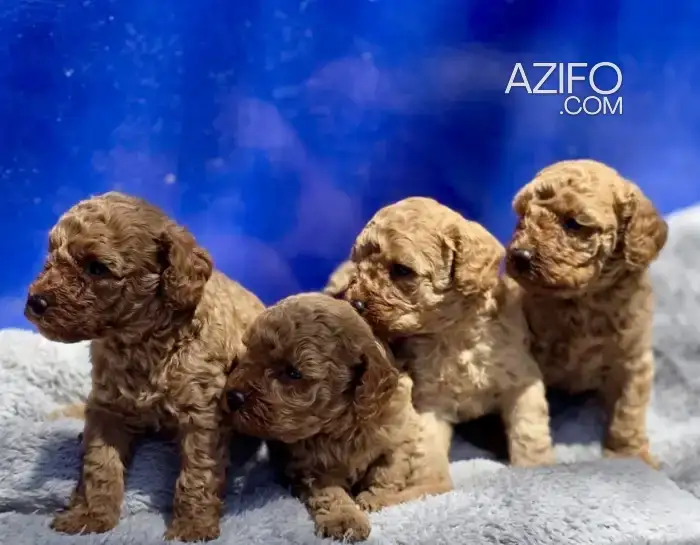 Portée de Chiots Caniche de 2 mois in Casablanca, MOROCCO | Azifo