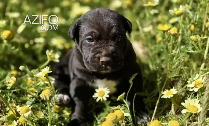 Portée de Chiots Cane Corso Noir de 2 mois in Casablanca, MOROCCO | Azifo