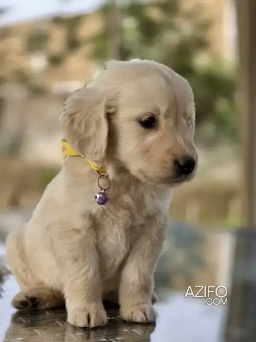 Chiot Mâle Golden Retriever Crème de 2 mois in Casablanca, MOROCCO | Azifo