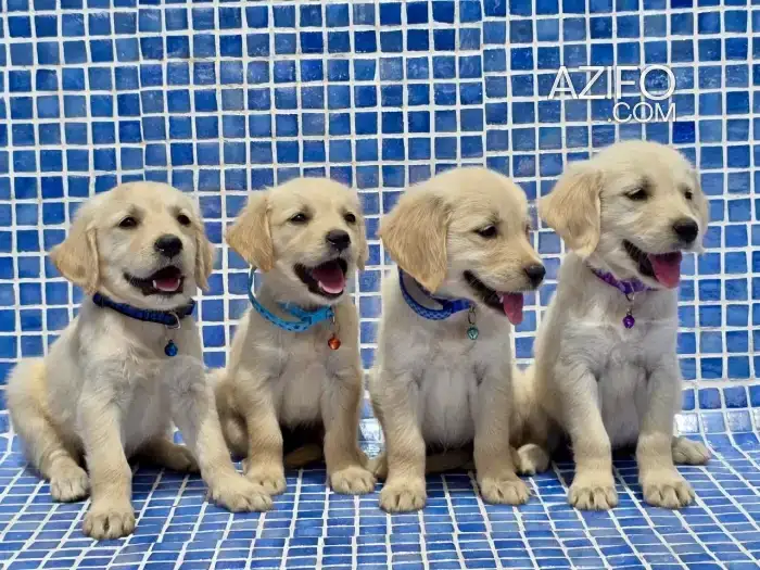 Portée de Chiots Golden Retriever Crème de 2 mois in Casablanca, MOROCCO | Azifo
