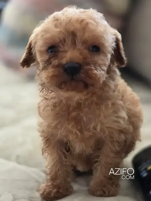 Caniche Toy / Nain Female (2 mois et demi) in Casablanca, MOROCCO | Azifo