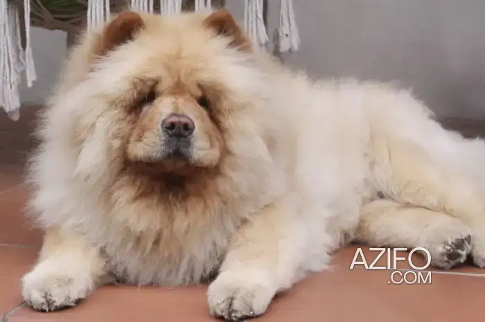 Chien Mâle Chow Chow in Safi, MOROCCO | Azifo