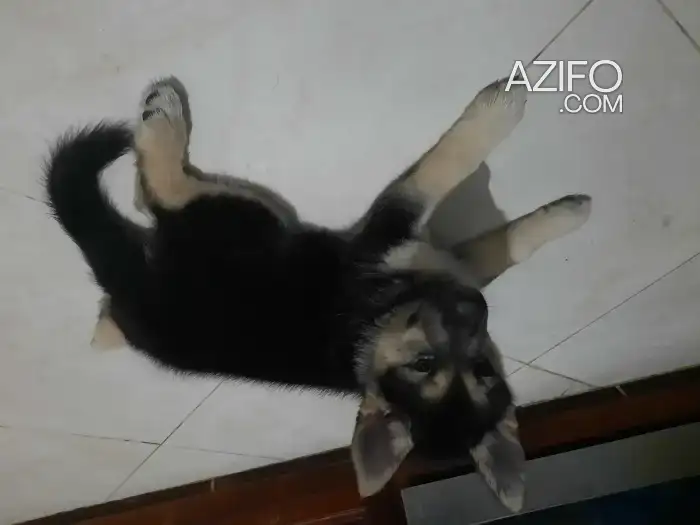 Chiot Femelle Germansky de 2mois in Tanger-Assilah, MOROCCO | Azifo
