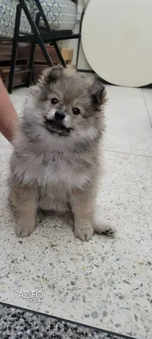 Chiot Mâle Spitz Poméranien (Loulou de Poméranie) de 3 mois in الدار البيضاء, MOROCCO | Azifo