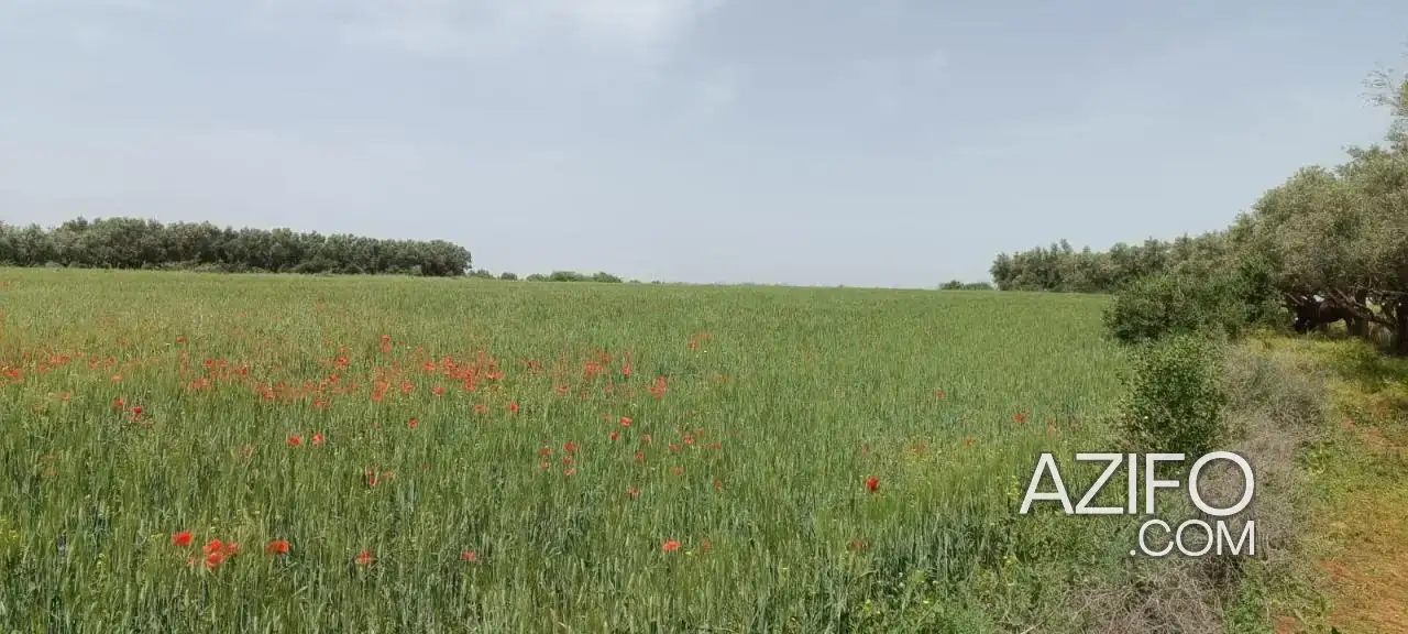 Terrain agricole à vendre à Marrakech – 8 200 m² in مراكش, MOROCCO | Azifo