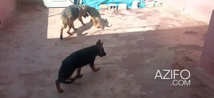 Portée de Chiots Berger Allemand in Casablanca, MOROCCO | Azifo