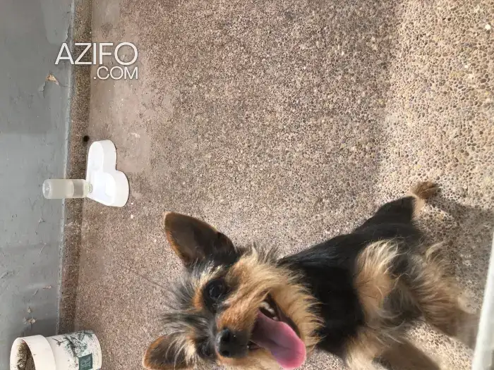 Chien Femelle Yorkcher Terrier in Casablanca, MOROCCO | Azifo