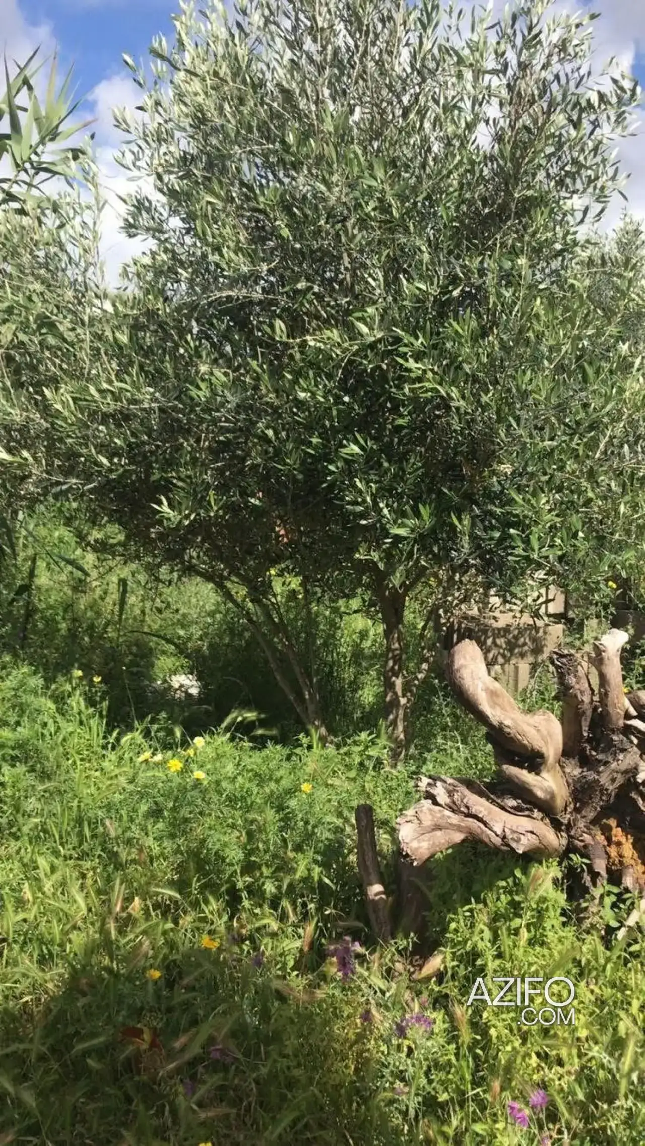 Terrain à vendre à Tanger – 108 m² in طنجة - أصيلة, MOROCCO | Azifo