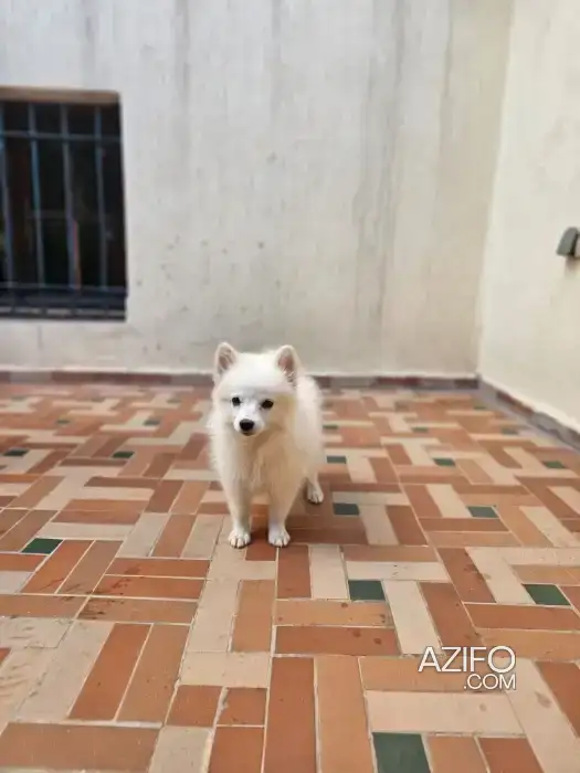 Chiot Mâle Spitz Poméranien (Loulou de Poméranie) Blanc de 3 mois in الدار البيضاء, MOROCCO | Azifo
