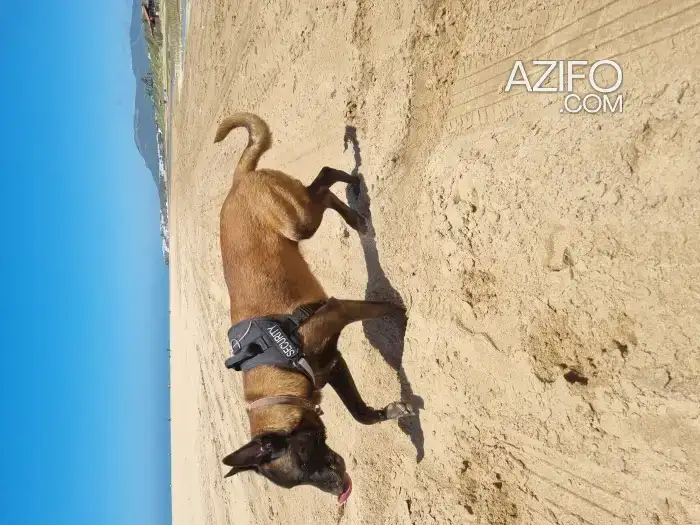 Chiot Mâle Berger Malinois de 7 mois in طنجة - أصيلة, MOROCCO | Azifo