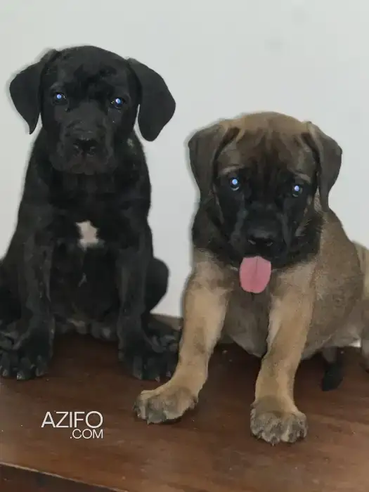 Portée de Chiots Cane Corso de 56 jours in الدار البيضاء, MOROCCO | Azifo