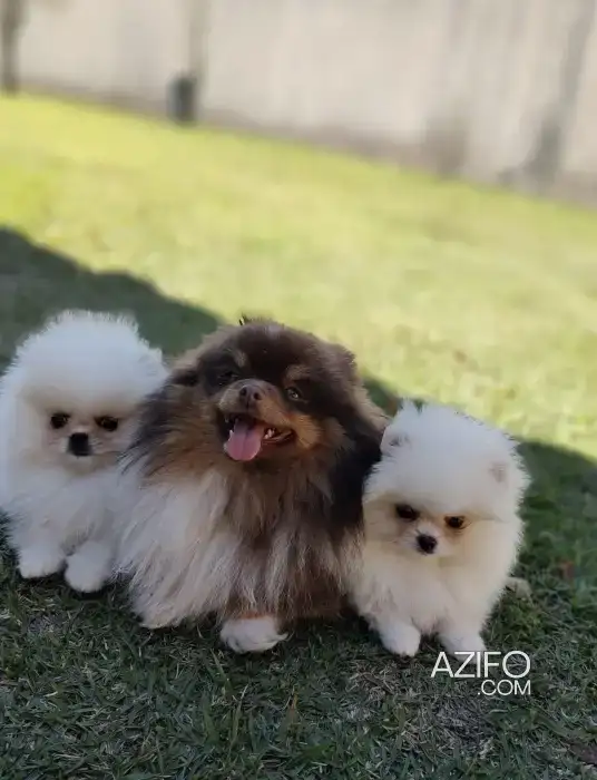 Portée de Chiots Spitz Poméranien (Loulou de Poméranie) in الدار البيضاء, MOROCCO | Azifo