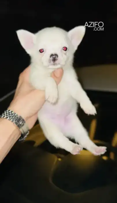 Portée de Chiots Chihuahua Toy / Miniature de 2 mois in الدار البيضاء, MOROCCO | Azifo