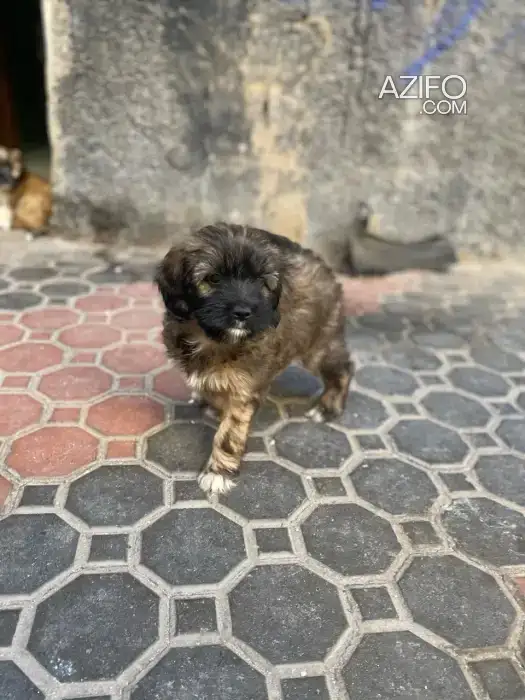 Portée de Chiots Morkie (Croisé Bichon et Yorkshire) de 5 mois in الدار البيضاء, MOROCCO | Azifo