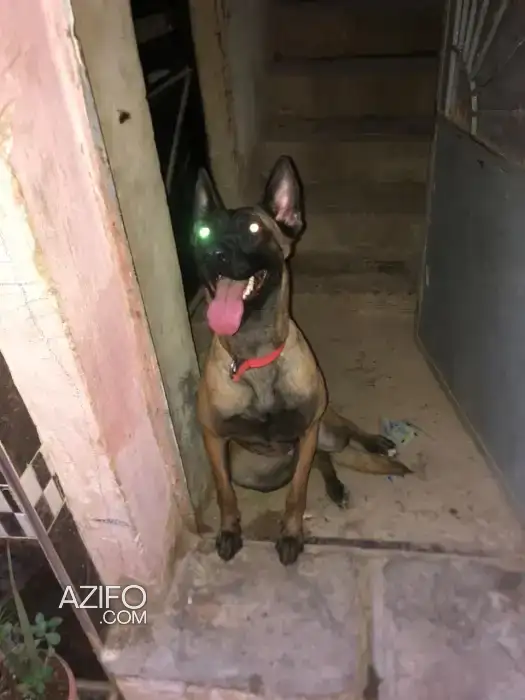 Chien Femelle Berger Malinois Charbonné de 2 ans in مكناس, MOROCCO | Azifo