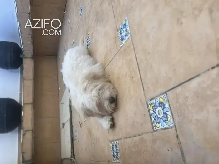 Chiot Mâle Caniche Blanc de 3 mois in تطوان, MOROCCO | Azifo